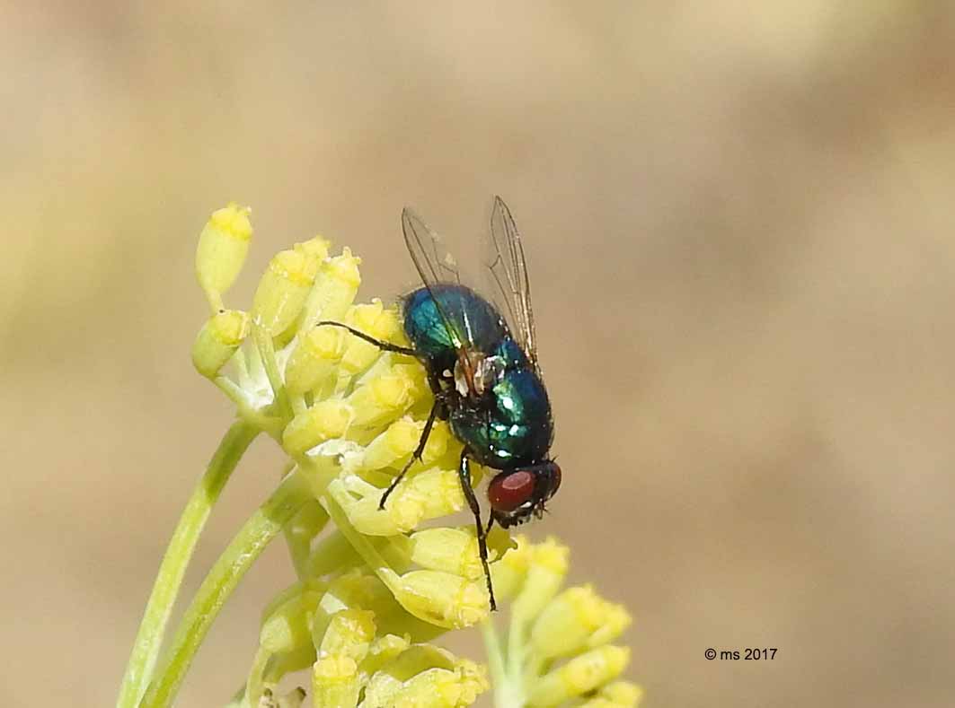 Muscidae?  S, Pyrellia vivida